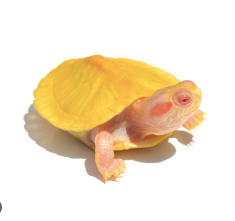 Albino Red Eared Slider Turtle