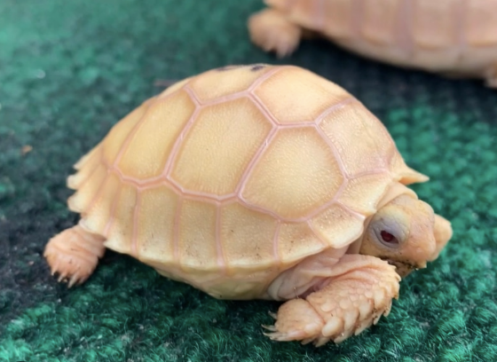 Albino Sulcata Tortoise