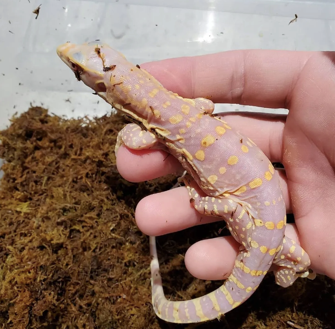 Albino Asian Water Monitor
