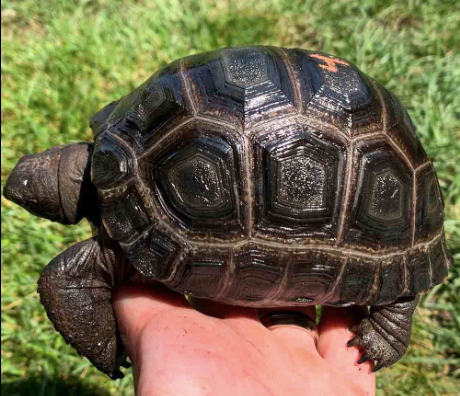 Aldabra Tortoise