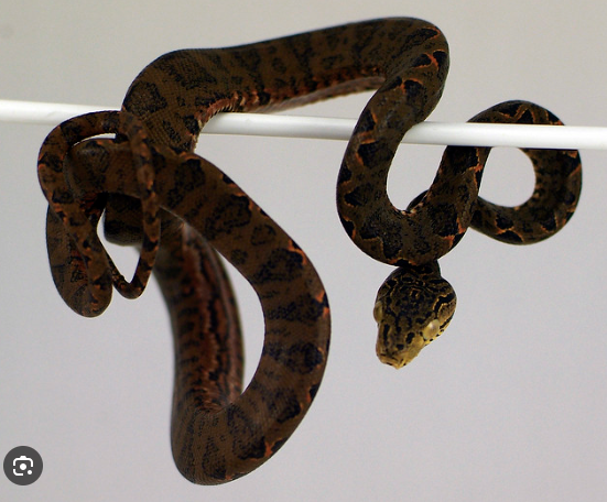 Amazon Tree Boa
