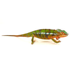 Ambilobe Panther Chameleon (Fucifer pardalis) Juvenile