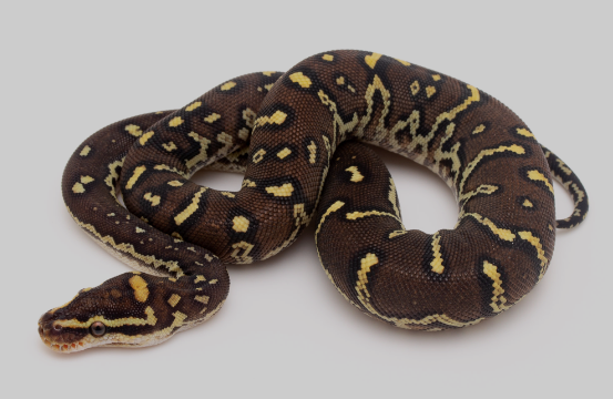 Angolan Python