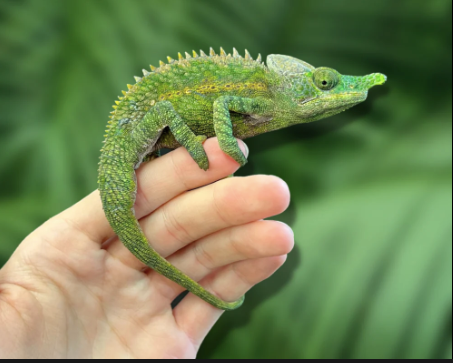 Antimena Chameleon