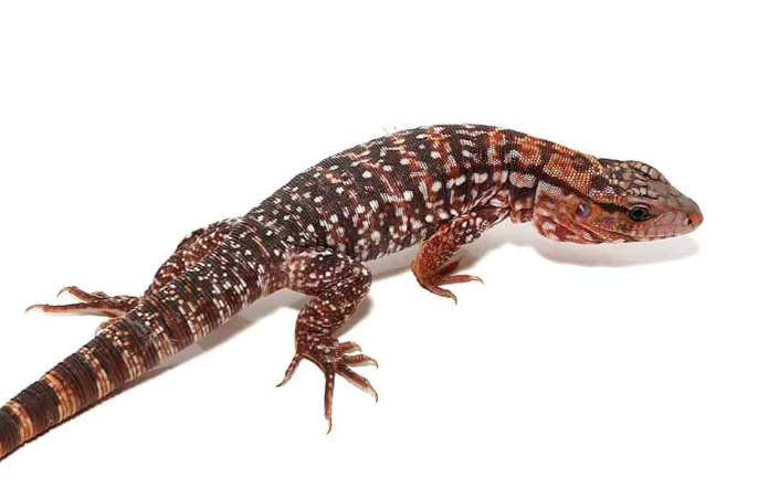 Argentine Red Tegu