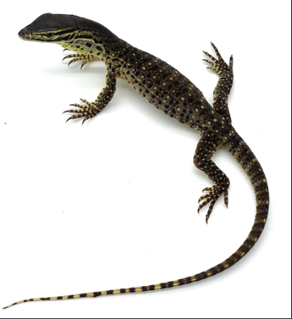 Baby Argus Monitor