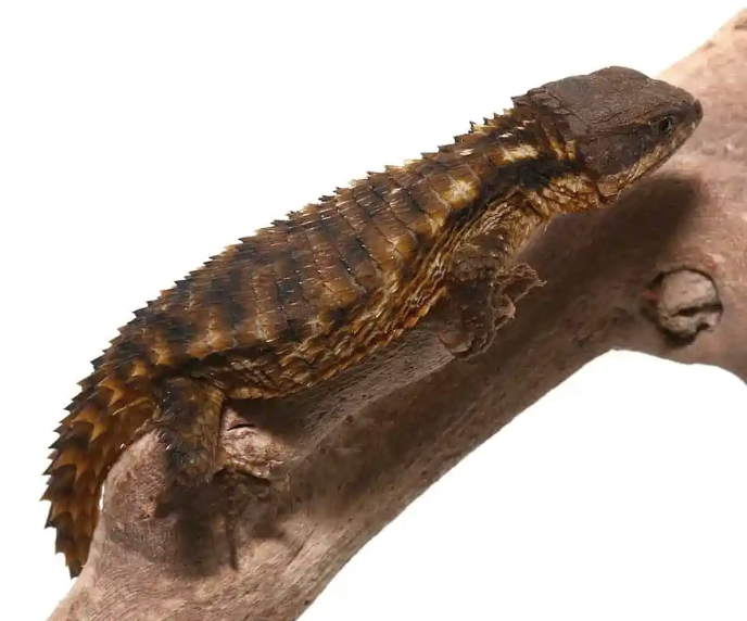 Armadillo Girdled Lizard