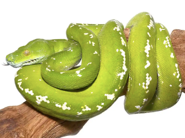 Aru Green Tree Python