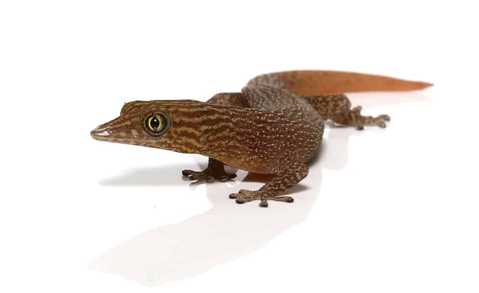 Ashy Gecko