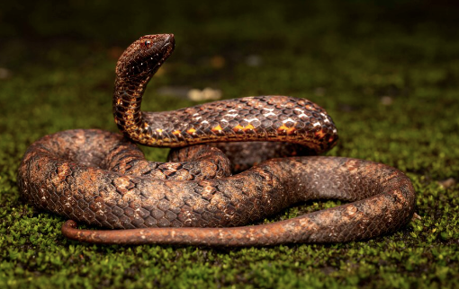 Asian Mock Viper