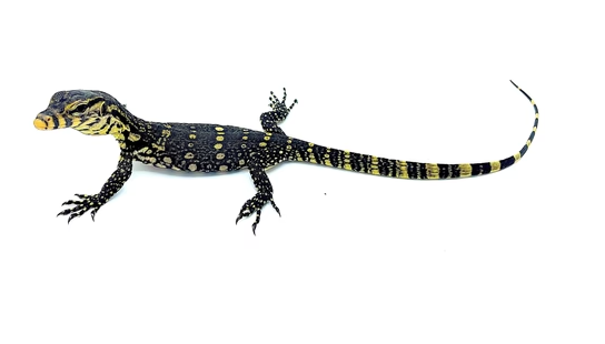 Asian Water Monitor