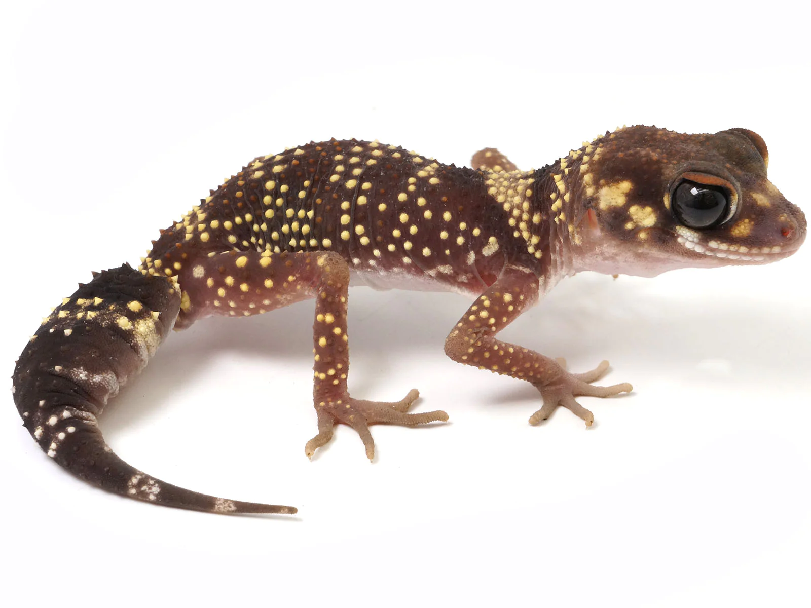 Australian Barking Gecko