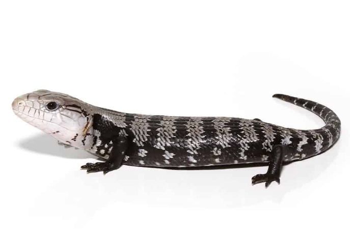 Axanthic Halmahera Blue Tongue Skink