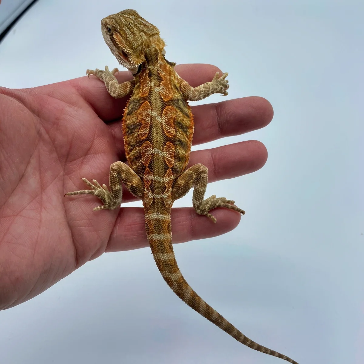 Super Red Leatherback Bearded Dragon (Stock BDB7)
