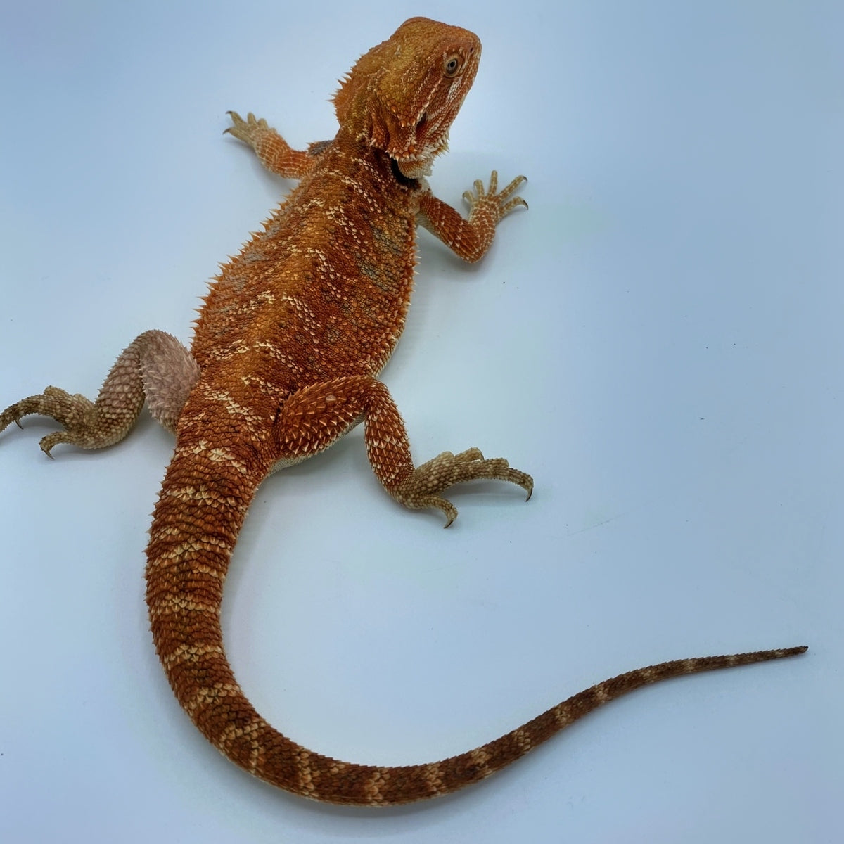 Strictly Reptiles Super Red Bearded Dragon Captive Bred 7-10 Inch