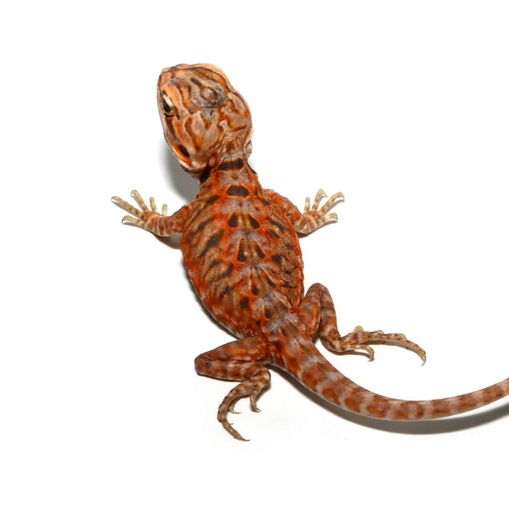 Tangerine Translucent Bearded Dragon