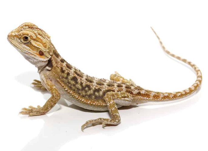 Baby Citrus Dunner Bearded Dragon
