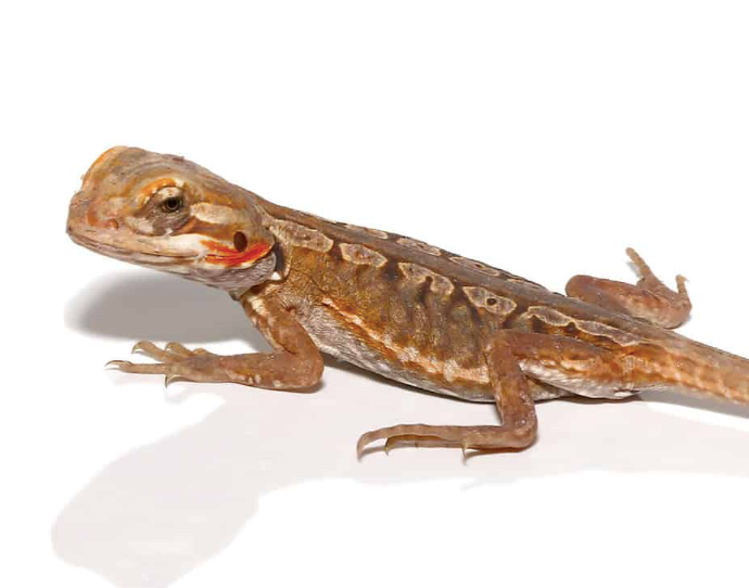 Baby Citrus Silky Bearded Dragon