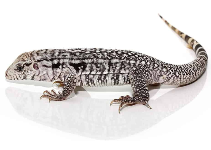 Baby Ghost Tegu
