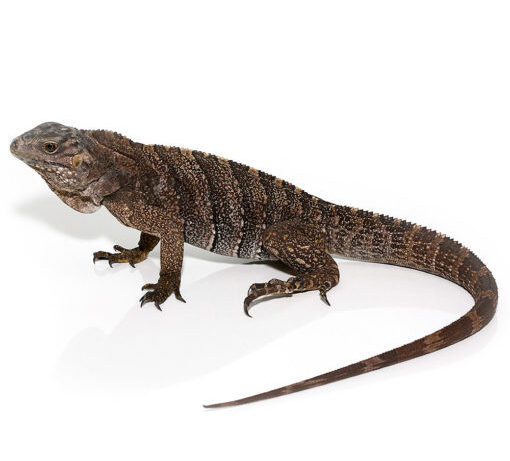 Baby Grand Cayman Blue Iguana