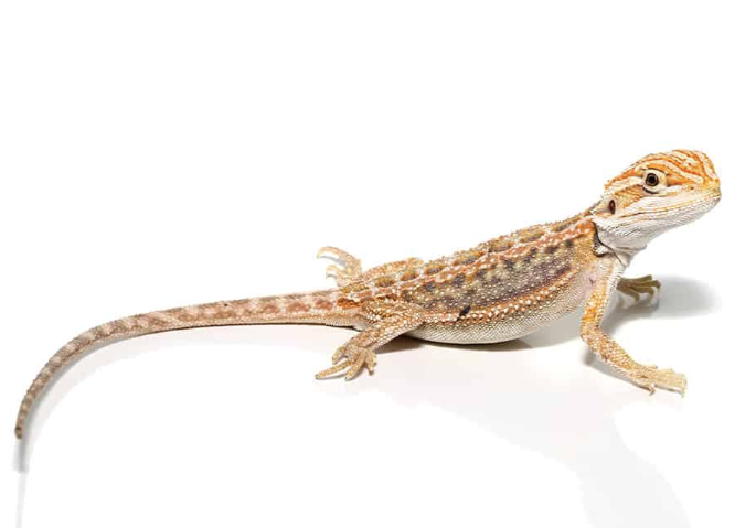 Baby Hypo Inferno Blue Bar Bearded Dragon