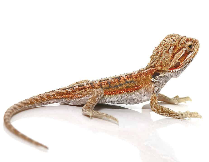 Rankin’s Dragon