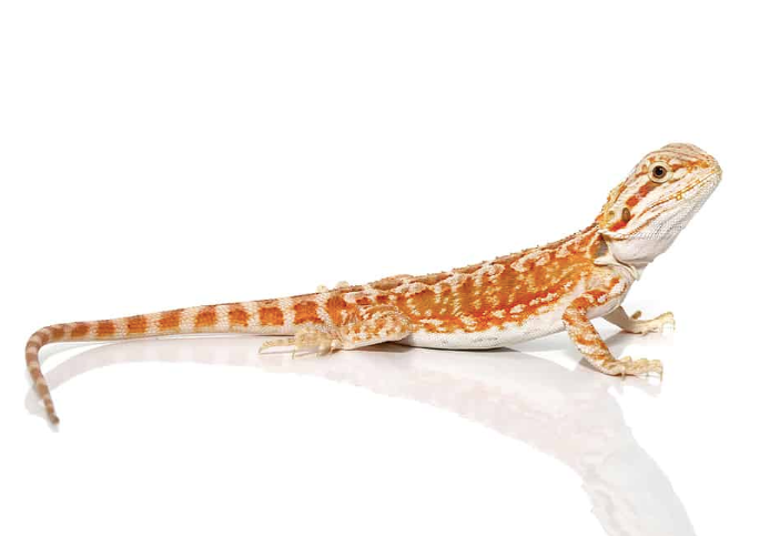Inferno Leatherback Bearded Dragon