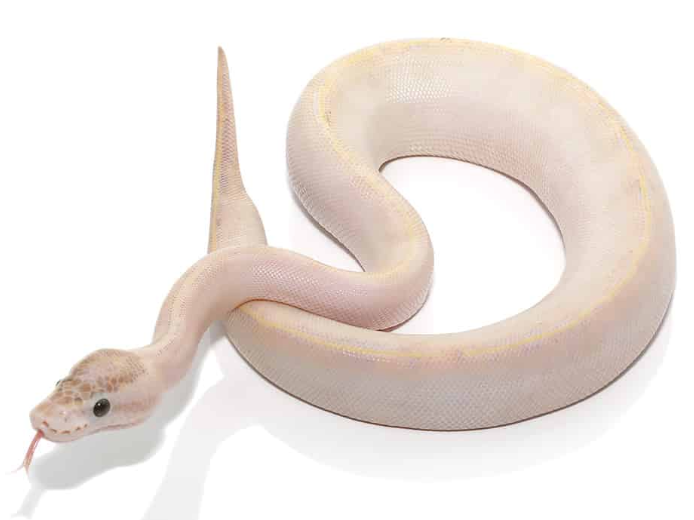 Baby Ivory Ball Python