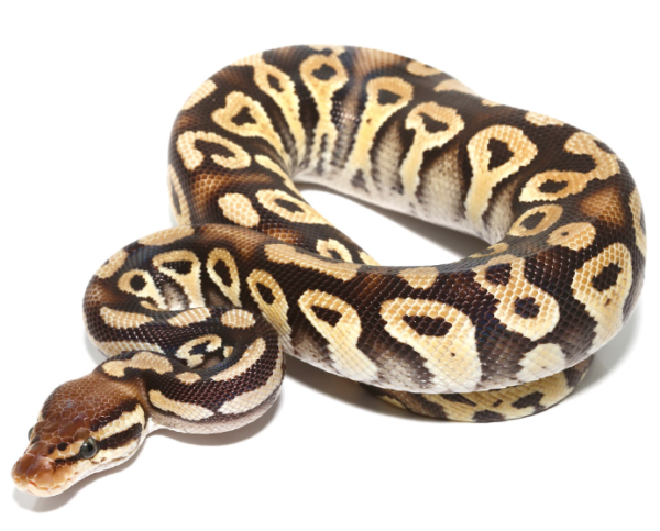 Baby Phantom Ball Python