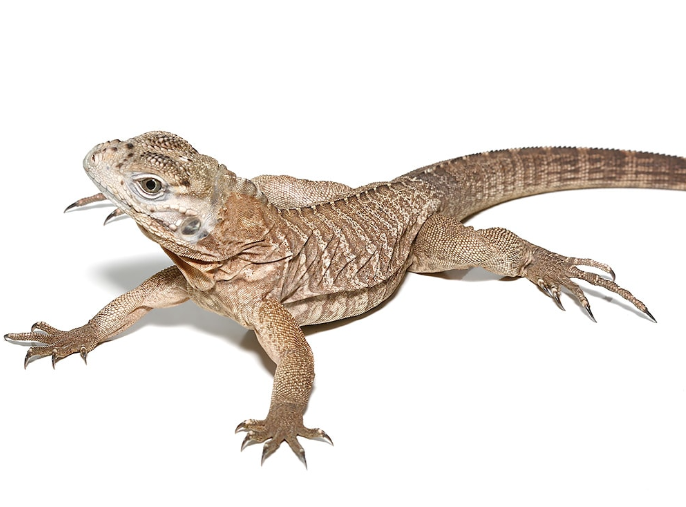 Baby Rhino Iguana