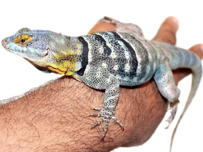 Baja Blue Rock Lizard