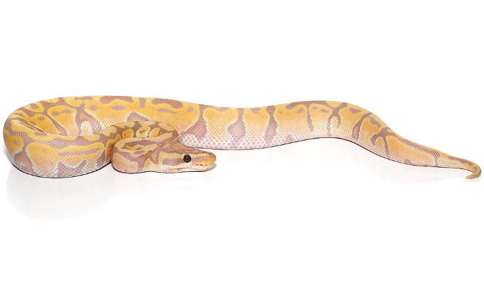 Banana Ball Python