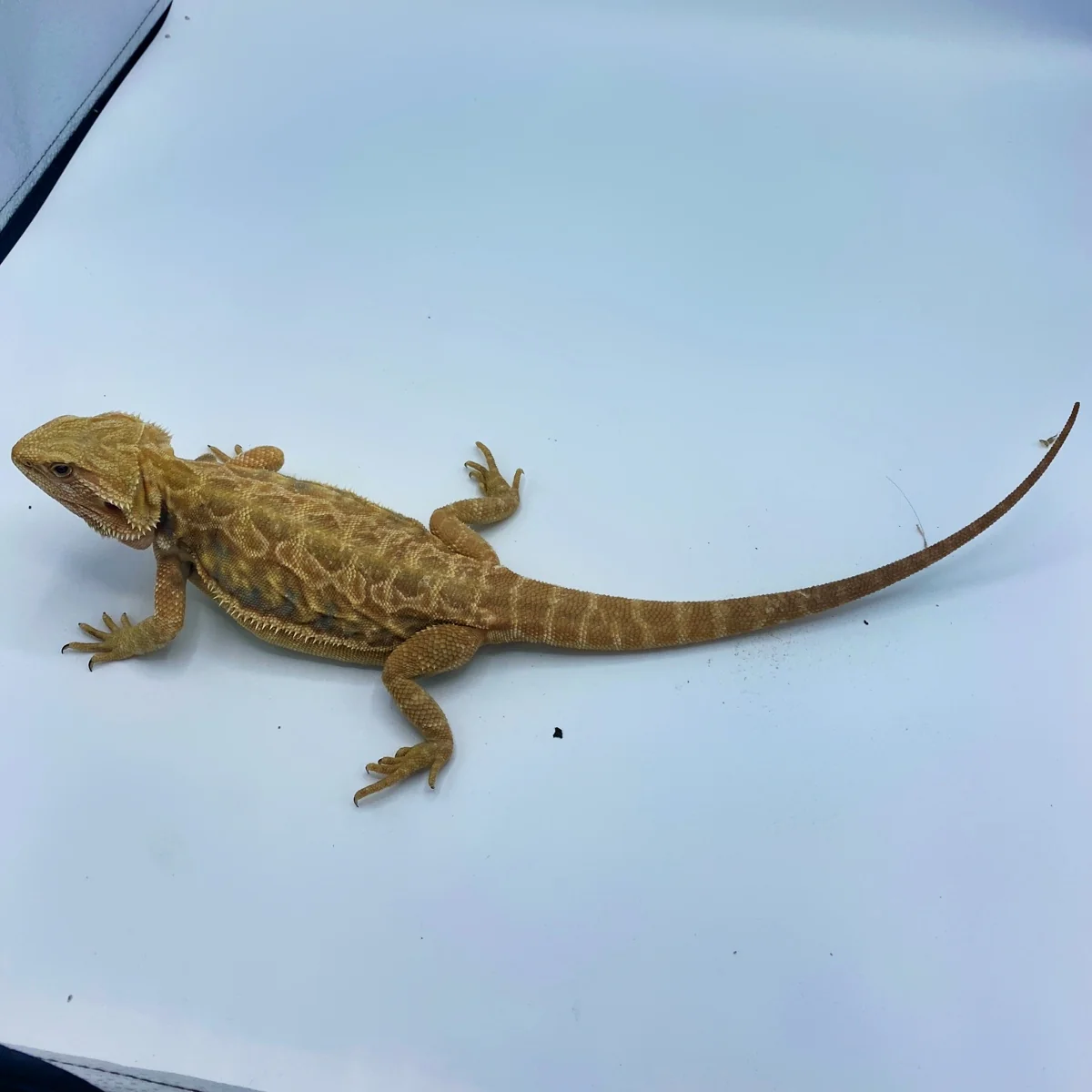 Citrus Bearded Dragons
