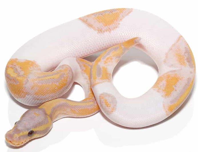 Banana Pied Ball Python