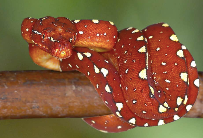 Biak Green Tree Python