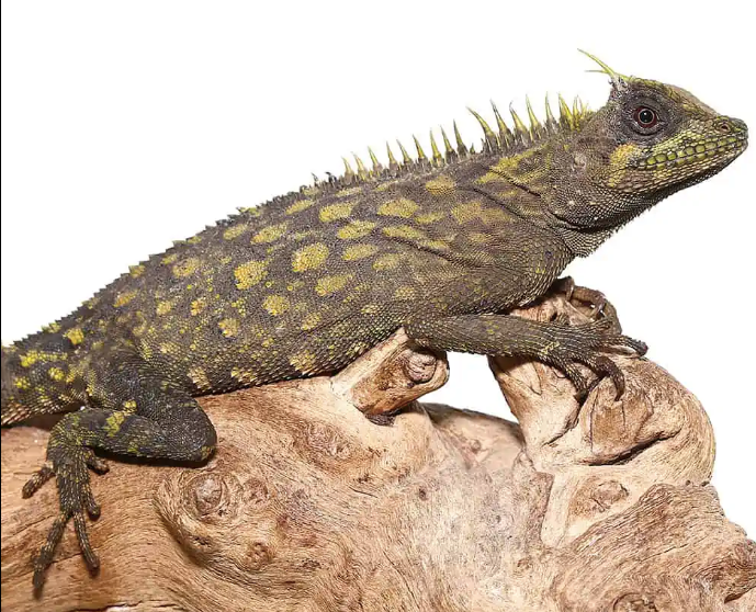 Bintang Horned Tree Dragon
