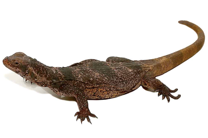 Black And White Chuckwalla
