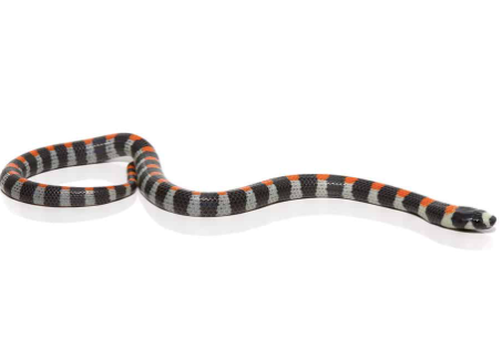 Black Banded Snake