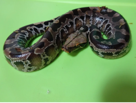 Black Blood Python