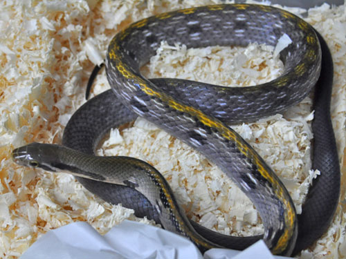 Black Copper Ratsnake