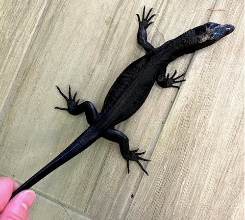 Black Dragon Water Monitor