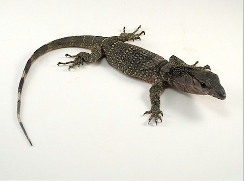 Black Roughneck Monitor