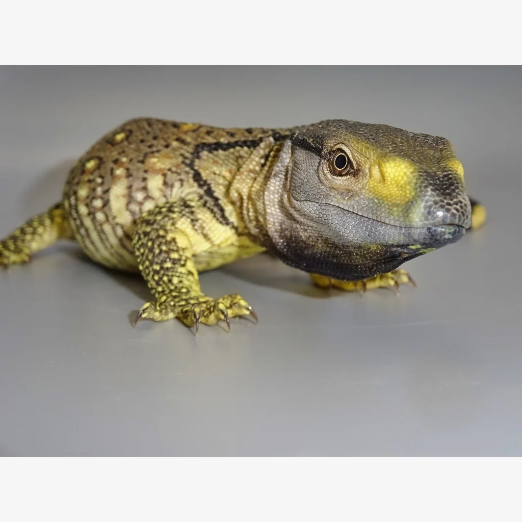 Black Throat Monitors