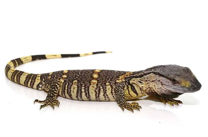 Black Tree Monitor