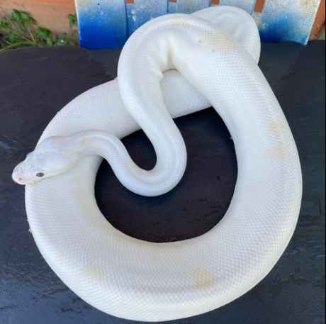 Black eye leucistic ball python