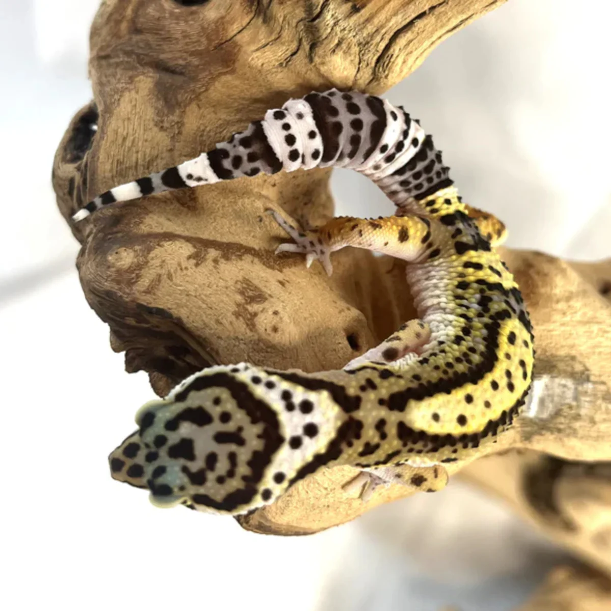 Black Knight Leopard Gecko Female