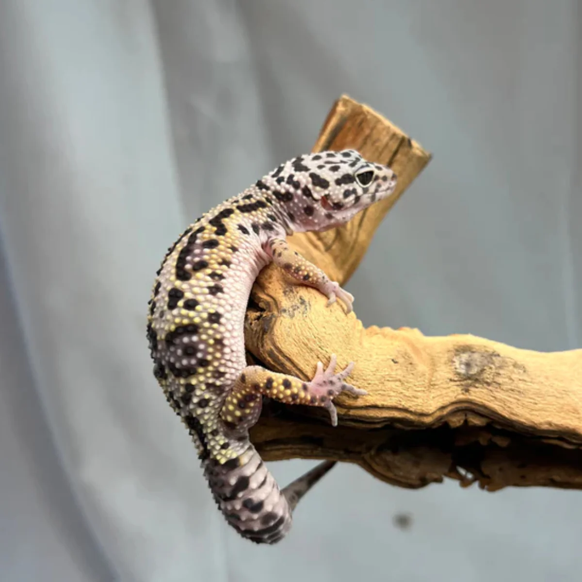 Snow Black Night Leopard Gecko