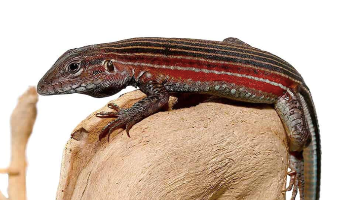Blackbelly Racerunner Lizard
