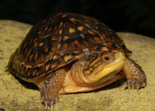 Blanding’s Turtle