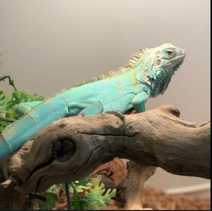 Blue Axanthic Iguana